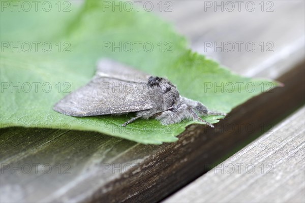 Calliteara pudibunda, Moth, Macro, Hair, In the resting position the Calliteara pudibunda stretches