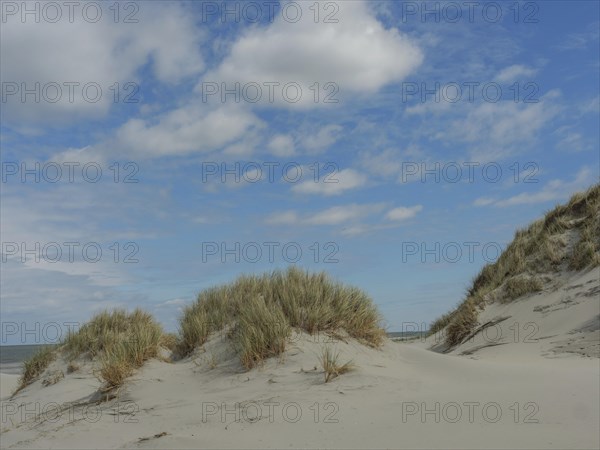 Sunny day with sand dunes and reeds on the beach under a blue sky with clouds, dunes by the sea
