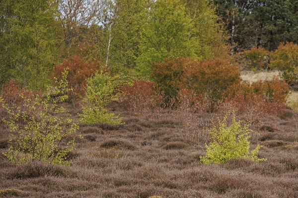 Spring heath with a colourful mix of green and brown bushes and trees, grasses and shrubs with