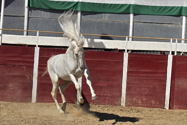 Andalusian, Andalusian horse, Antequerra, Andalusia, Spain, Europe