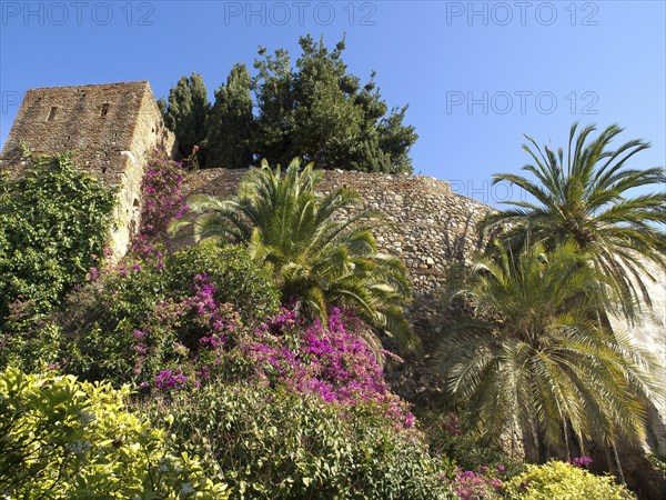 Stone castle wall overgrown with bougainvillea and surrounded by palm trees and cypresses, against