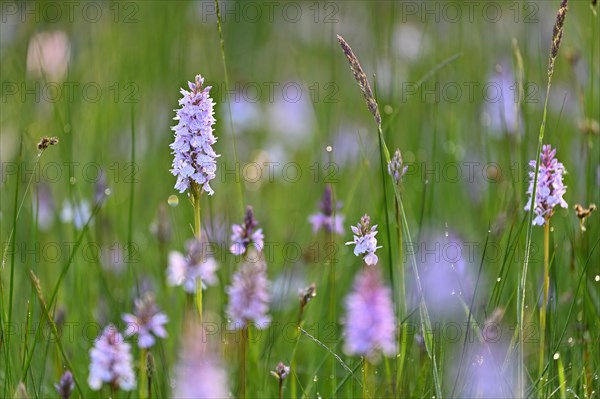 Moorland spotted orchid (Dactylorhiza maculata), flowering wild orchid, Lower Rhine, North