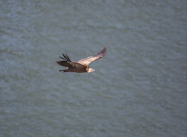 Griffon vulture (Gyps fulvus), Monfraguee National Park, Extremadura, Castilla La Mancha, Spain,