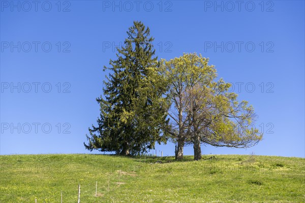 Fir and copper beech in a meadow near Fuessen, Allgaeu, Ostallgaeu, Bavaria, Germany, Europe
