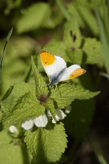 Orange tip (Anthocharis cardamines), May, Saxony, Germany, Europe