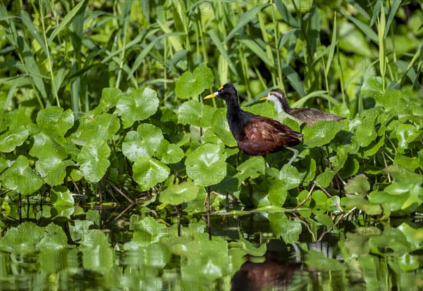 Northern jacana (Jacana spinosa), female and male among aquatic plants in the water, Tortuguero