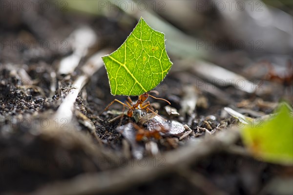 Leaf-cutter ant (Atta cephalotes) carrying a piece of leaf, rainforest, Tortuguero National Park,