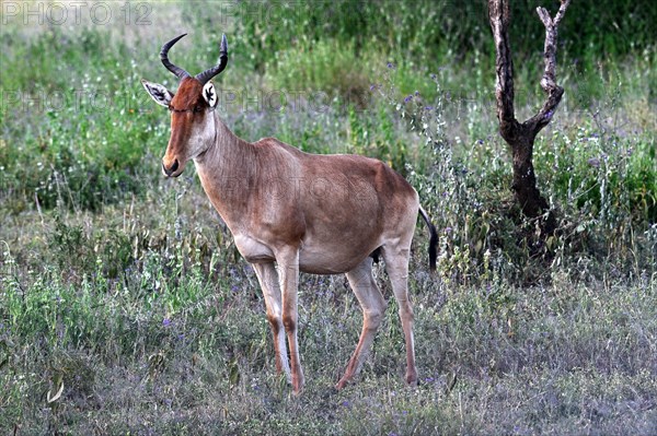 Coke's Hartebeest (Alcelaphus buselaphus cokii), adult, Serengeti National Park, Tanzania, Africa