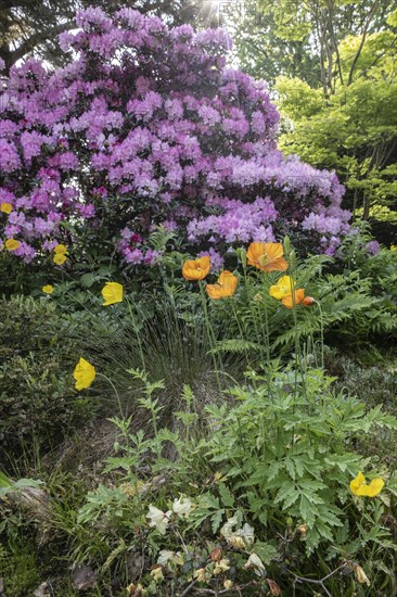Welsh poppy (Meconopsis cambrica) in front of rhododendron, Emsland, Lower Saxony, Germany, Europe
