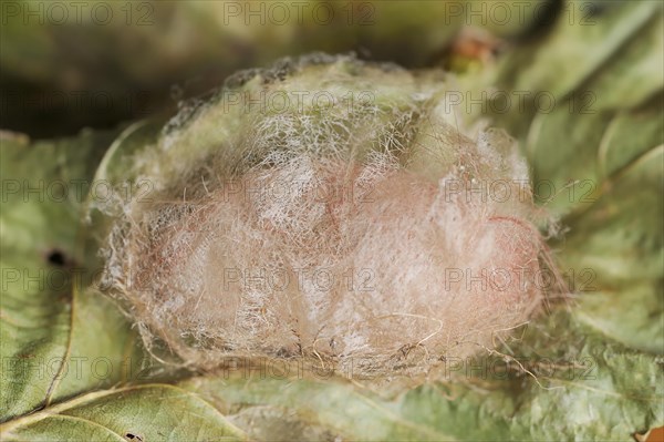 Pale tussock (Calliteara pudibunda), cocoon, North Rhine-Westphalia, Germany, Europe