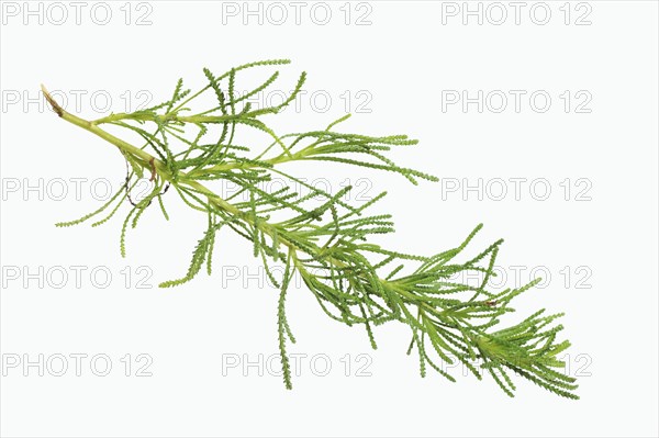 Green-leaved saint's herb or olive herb (Santolina rosmarinifolia, Santolina viridis), medicinal