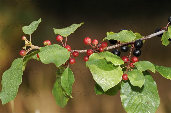 Common buckthorn (Frangula alnus, Rhamnus frangula), branch with fruit, North Rhine-Westphalia,