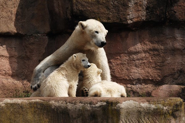 Polar bear mother with two young polar bears, Ursus maritimus, Nuremberg Zoo, Am Tiergarten 30,