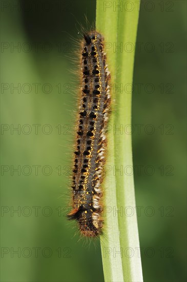 Drinker moth (Euthrix potatoria), caterpillar, North Rhine-Westphalia, Germany, Europe