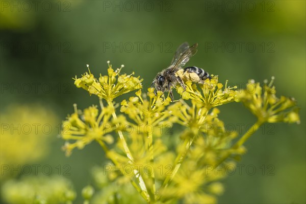 Honey bee (Apis mellifera) a Yellow umbel (Smyrnium perfoliatum), Emsland, Lower Saxony, Germany,