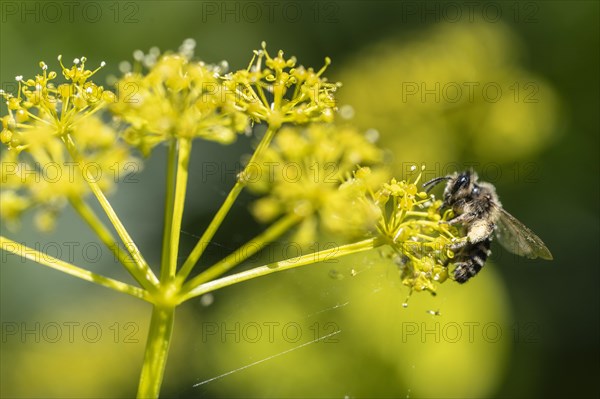 Honey bee (Apis mellifera) a Yellow umbel (Smyrnium perfoliatum), Emsland, Lower Saxony, Germany,