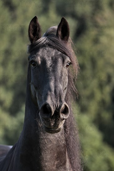 Friesian, Friesian horse