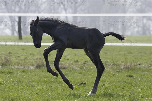 Hanoverian, foal