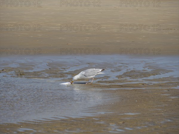 A seagull bends down to peck at a fish in the sand, squabbling seagulls on a north sea beach at low
