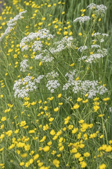 Cow parsley (Anthriscus sylvestris) and tall buttercup (Ranunculus acris), Emsland, Lower Saxony,