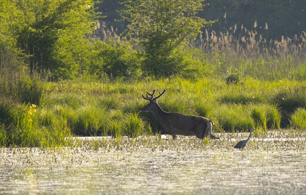 Red deer (Cervus elaphus), Grey heron (Ardea cinerea), water, backlight, Lower Austria