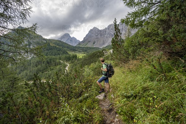 Mountaineer on a hiking trail between mountain pines, Carnic High Trail, view back to the Upper