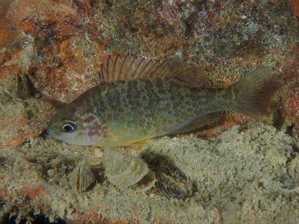 A freshwater fish with a shiny body, pumpkinseed sunfish (Lepomis gibbosus), swimming over a sandy