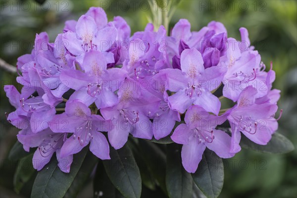 Rhododendron flowers (Rhododendron catawbiense Grandiflorum), Emsland, Lower Saxony, Germany,