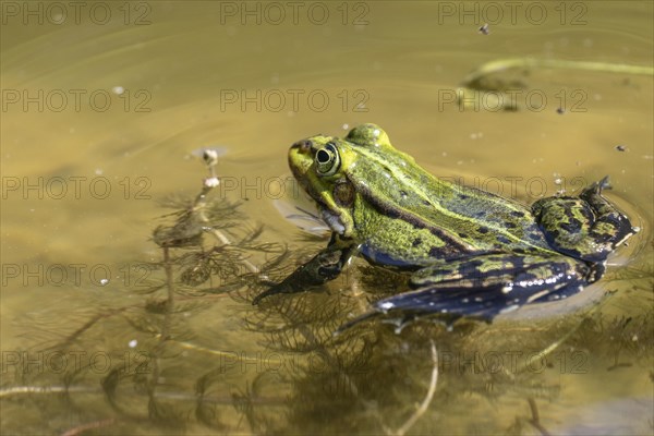 Green frog (Rana esculenta), Emsland, Lower Saxony, Germany, Europe