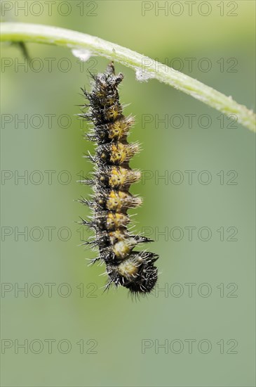 Small tortoiseshell (Nymphalis urticae, Aglais urticae), caterpillar shortly in front of pupation,