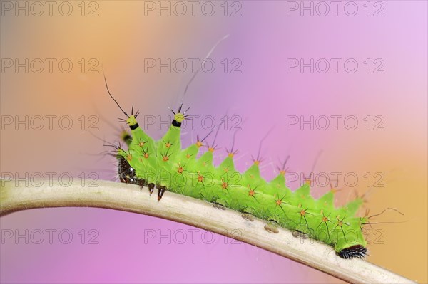 Indian luna moth (Actias selene), caterpillar, captive, occurrence in Asia