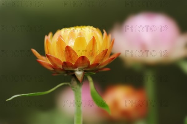 Immortelle or garden immortelle (Helichrysum bracteatum, Xerochrysum bracteatum), flower,