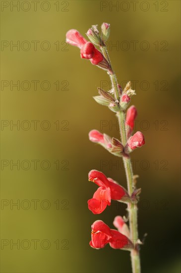 Guava sage (Salvia darcyi, Salvia oresbia), flowers, native to Mexico