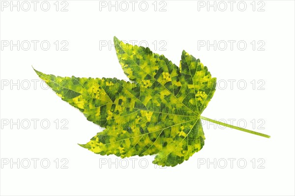 Beautiful mallow 'Goldprinz' (Abutilon cultivar), leaf on white background, ornamental plant