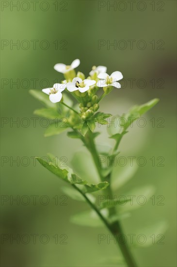 Watercress (Nasturtium officinale), flowers, medicinal plant, North Rhine-Westphalia, Germany,