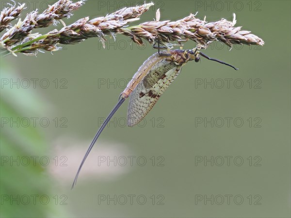 Dragonfly, rats, Styria, Austria, Europe