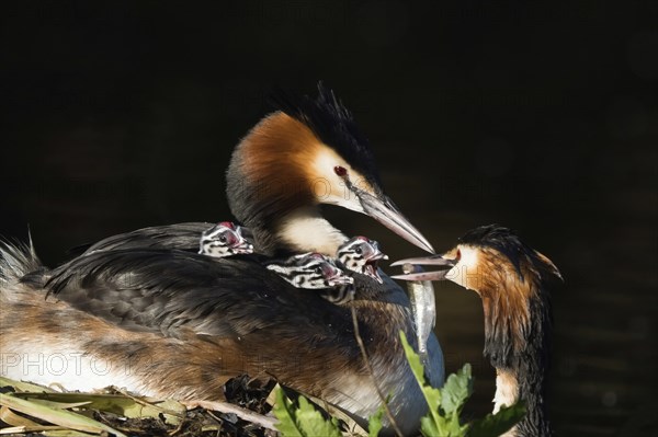 Great crested grebe (Podiceps scalloped ribbonfish) on the nest with three chicks, feeding scene,