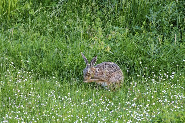 A brown hare (Lepus europaeus) sits in a green meadow surrounded by grass and wildflowers and