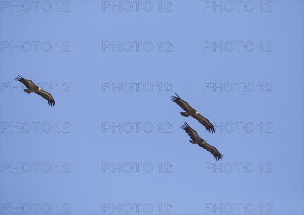 Griffon vulture (Gyps fulvus), Monfraguee National Park, Extremadura, Castilla La Mancha, Spain,