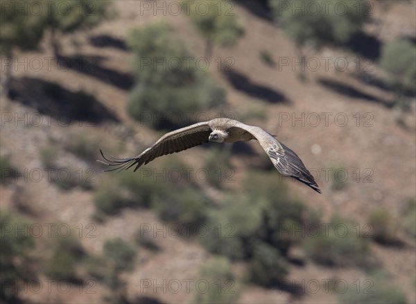 Griffon vulture (Gyps fulvus), Monfraguee National Park, Extremadura, Castilla La Mancha, Spain,