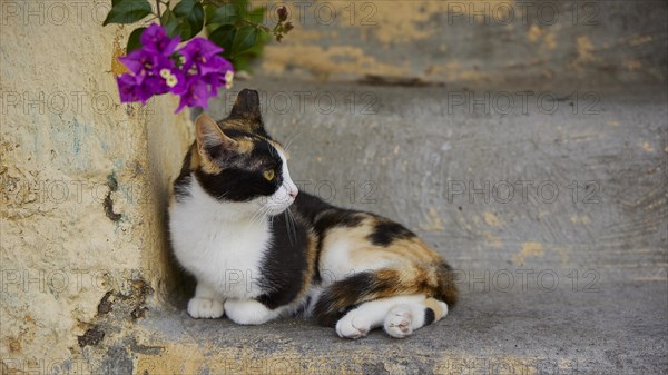 Relaxed cat lying next to a flower on a staircase, near Grand Master's Palace, Knights' Town,