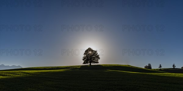 Common beech (Fagus sylvatica), in autumn at sunset, solitary tree near Rieden am Forggensee,
