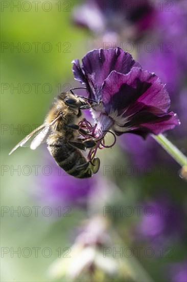 Honey bee (Apis mellifera) on cranesbill (Geranium phaeum), Emsland, Lower Saxony, Germany, Europe