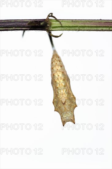 Small tortoiseshell (Nymphalis urticae, Aglais urticae), pupa against a white background, North
