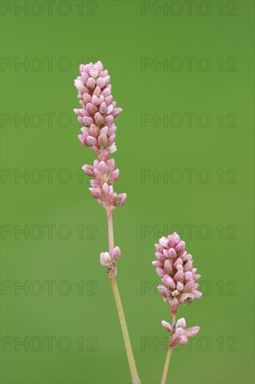 Flea knotweed or peach-leaved knotweed (Persicaria maculosa, Polygonum persicaria), false ear with