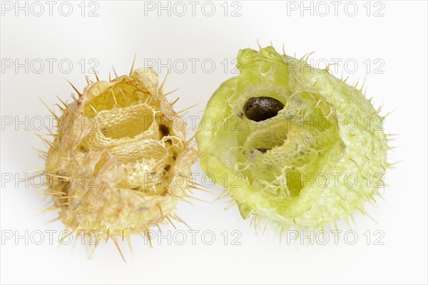 Prickly cucumber or hedgehog cucumber (Echinocystis lobata), fruits and seeds on a white background