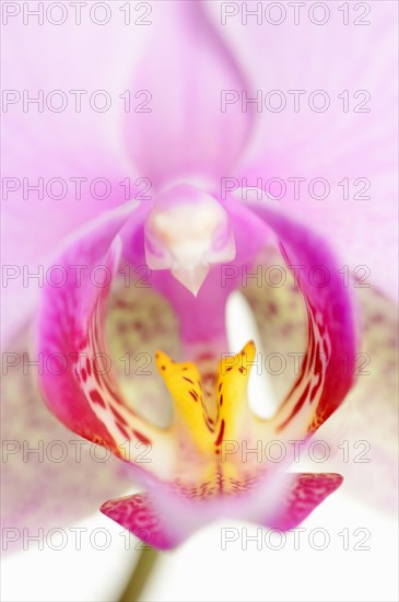 Butterfly orchid (Phalaenopsis), flower detail, houseplant, North Rhine-Westphalia, Germany, Europe
