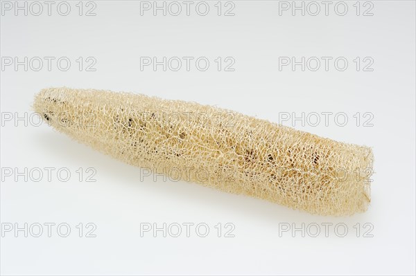 Sponge cucumber (Luffa aegyptiaca, Luffa cylindrica), fibrous interior of the ripe fruit, used as a