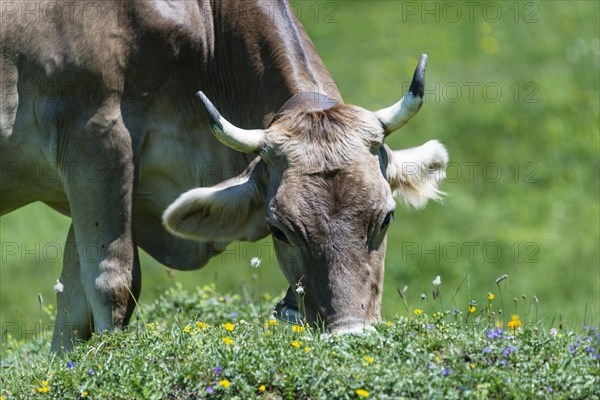 Allgaeu Brown Swiss, (Bos primigenius taurus), Allgaeu, Bavaria, Germany, Europe