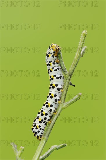 Brown-root monk (Shargacucullia scrophulariae), caterpillar, North Rhine-Westphalia, Germany,